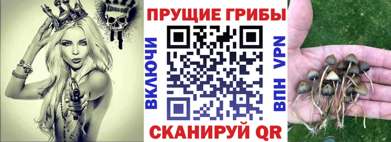 Псилоцибиновые грибы ЛСД  как найти наркотики  Шахунья 